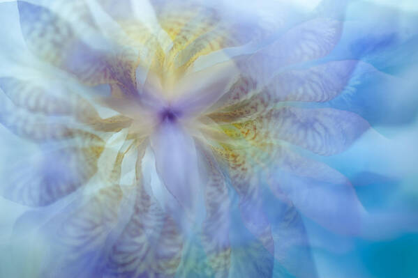 Iris Poster featuring the photograph Iris Rhapsody. Blue by Jenny Rainbow