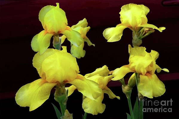 Photography Poster featuring the photograph Irises Yellow by Jasna Dragun