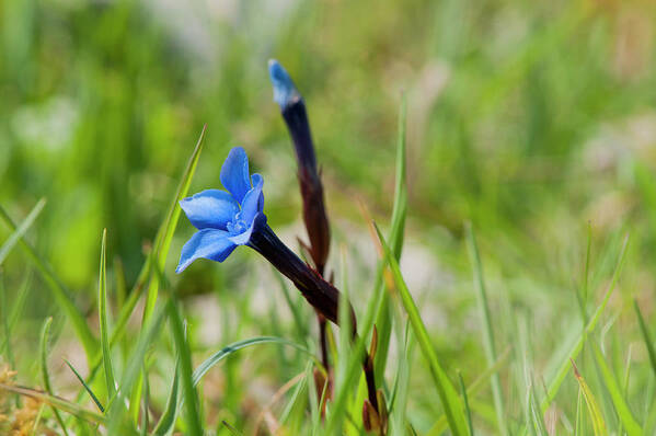 Spring Gentian Poster featuring the photograph Irish Gentians by Rob Hemphill