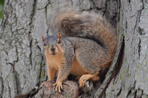Squirrel Poster featuring the photograph Irritated Squirrel by Belinda Stucki