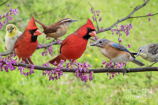 Spring Poster featuring the photograph Is it Spring yet? by Bonnie Barry