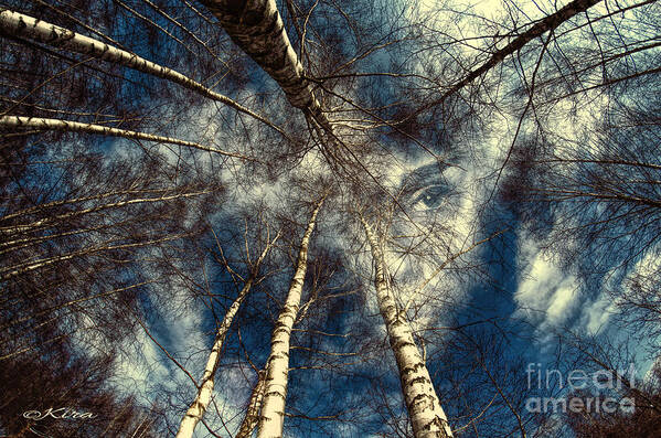 Trees Poster featuring the photograph It is all about perspective by Kira Bodensted
