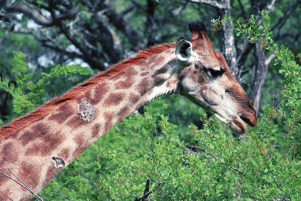 Giraffe Poster featuring the photograph I've got stories to tell by Samantha Delory