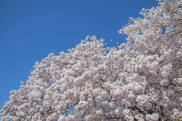 Scenic Poster featuring the photograph Japanese Cherry Tree Blossoms on the Tidal Basin DS0081 by Gerry Gantt