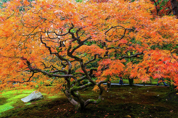 Landscape Poster featuring the photograph Japanese maple - Japanese garden by Hisao Mogi