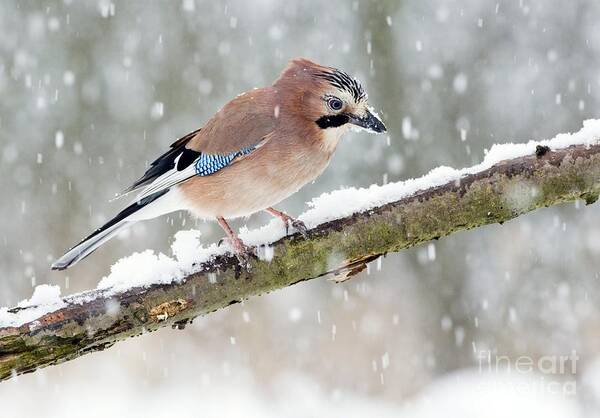 Birds Poster featuring the photograph Jay Perching In Winter by John Devries