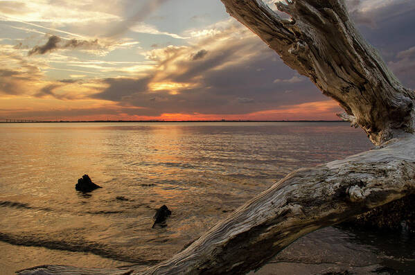 Jekyll Island Poster featuring the photograph Jekyll Driftwood At Sunset by Greg and Chrystal Mimbs