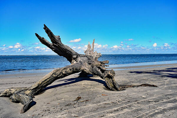 Nature Poster featuring the photograph Jekyll Island Georgia Driftwood Beach by DB Hayes