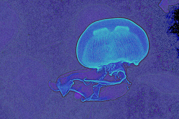 Jelly Fish Poster featuring the painting Jelly Fish by Celestial Images