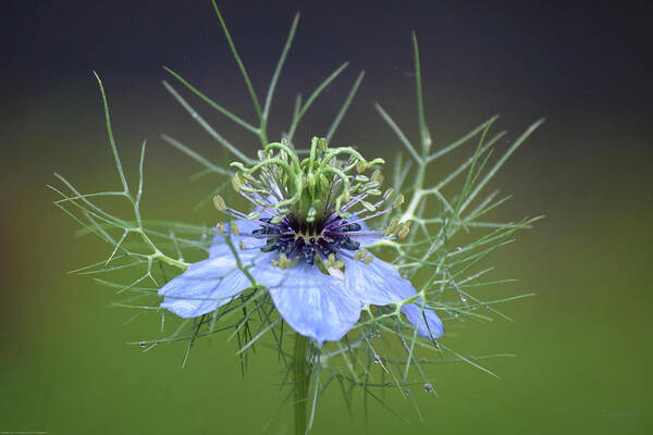 Cool Poster featuring the photograph Jester's Hat Flower by Deborah Crew-Johnson