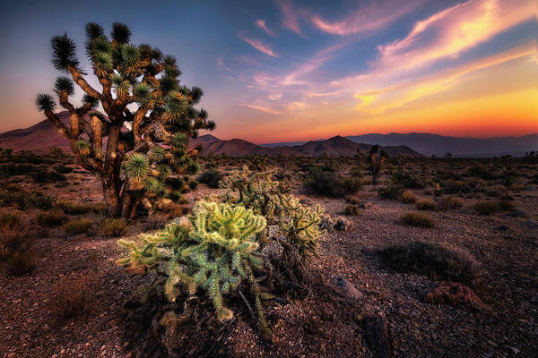 Utah Poster featuring the photograph Joshua Tree and Cactus at Sunset by Michael Ash