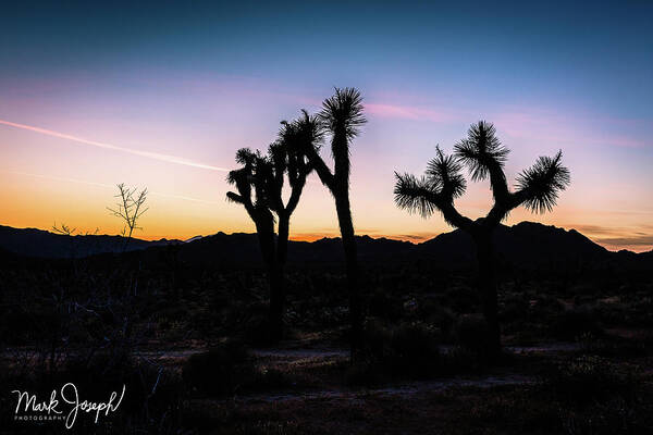 Landscape Scene Of Joshua Tree National Park At Sunset. Poster featuring the photograph Joshua Tree by Mark Joseph