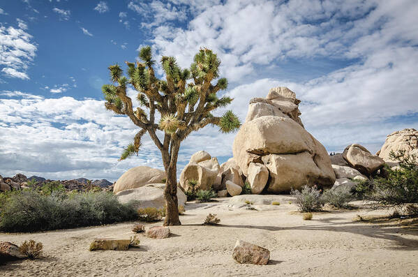 Landscape Poster featuring the photograph Joshua Tree No.2 by Margaret Pitcher