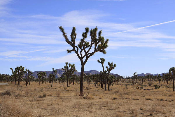 Joshua Tree Poster featuring the photograph Joshua Tree Park by Karen Ruhl