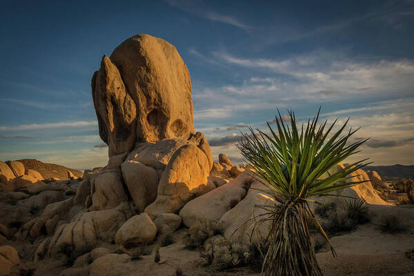 Joshua Tree Poster featuring the photograph Joshua Tree Rock Formation by Ed Clark