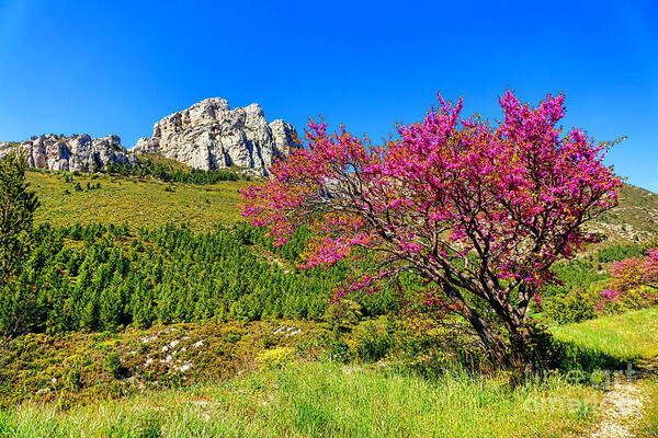 Provence Poster featuring the photograph Judas Tree in Sainte Baume by Olivier Le Queinec