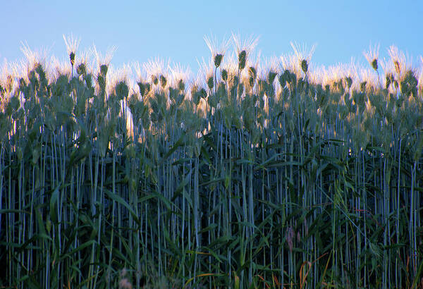 Outdoors Poster featuring the photograph July Crops by Doug Davidson