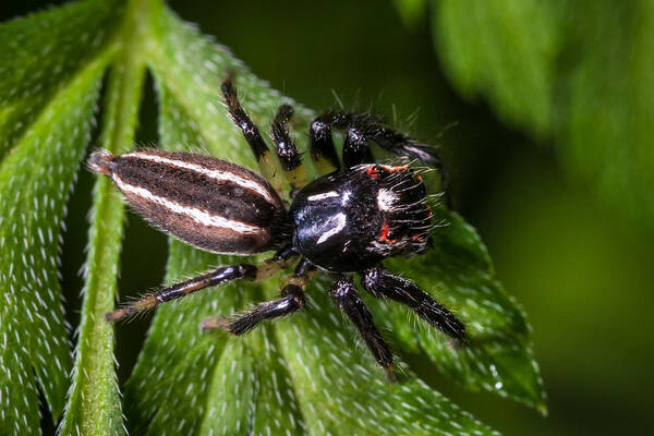 Insect Poster featuring the photograph Jumping Spider on Leaf by Jeff Phillippi