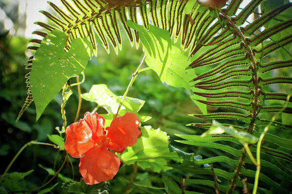 Adria Trail Poster featuring the photograph Jungle Begonia by Adria Trail