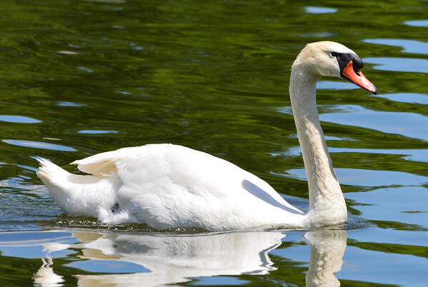 Swan Poster featuring the photograph Just One Swan A Swimming by Richard Andrews