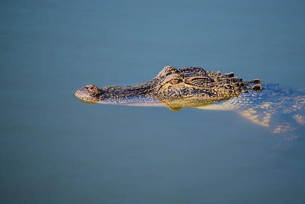 Alligator Poster featuring the photograph Juvenile Alligator Head in Blue Water by Artful Imagery