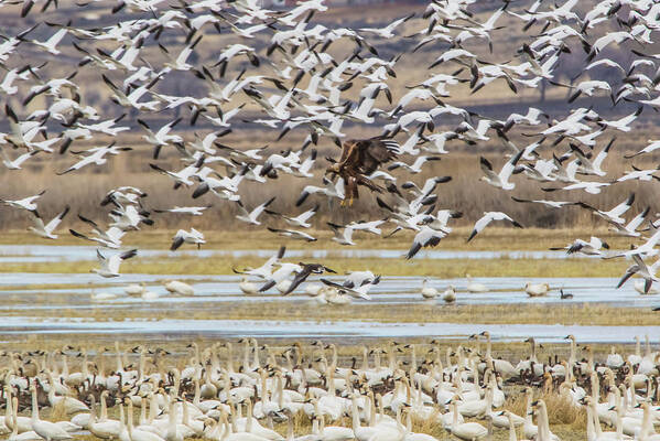 California Poster featuring the photograph Juvenile Bald Eagle and Snow Geese by Marc Crumpler
