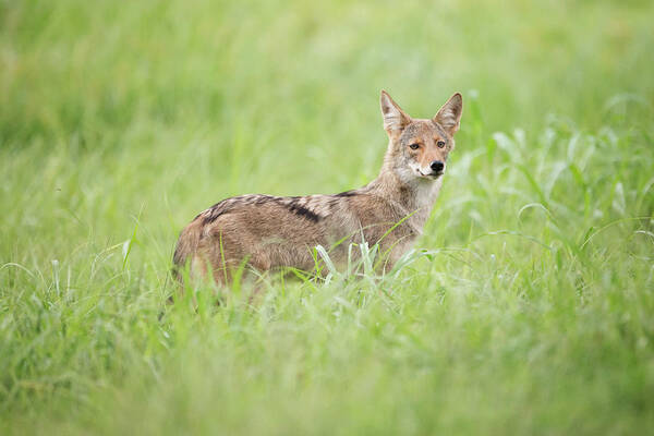 Coyote Poster featuring the photograph Juvenile Coyote by Eilish Palmer