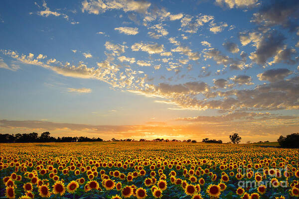 Sunflowers Poster featuring the photograph Kansas Sunflowers at Sunset by Catherine Sherman