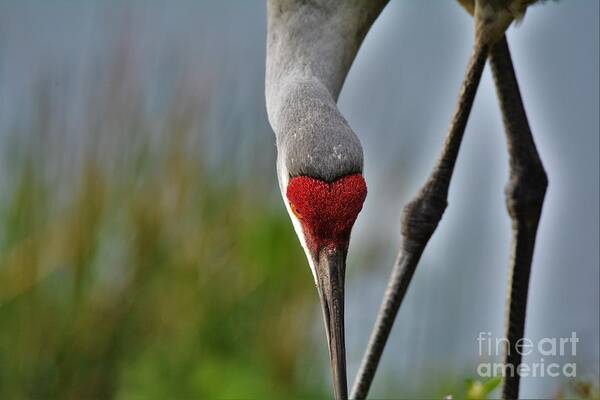 Sandhill Crane Poster featuring the photograph Keep Your Head Down by Julie Adair
