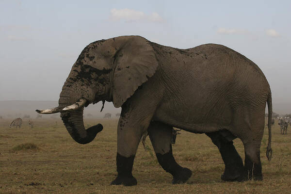 Gary Hall Poster featuring the photograph King of the Savannah by Gary Hall