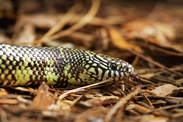 Nature Poster featuring the photograph King Snake 2 by Arthur Dodd