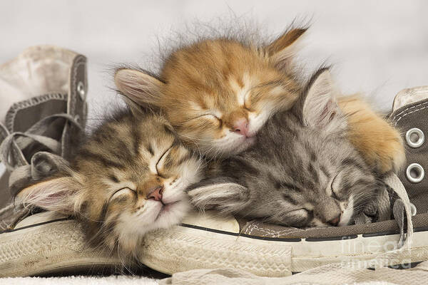 Cat Poster featuring the photograph Kittens Asleep On Shoes by Jean-Michel Labat
