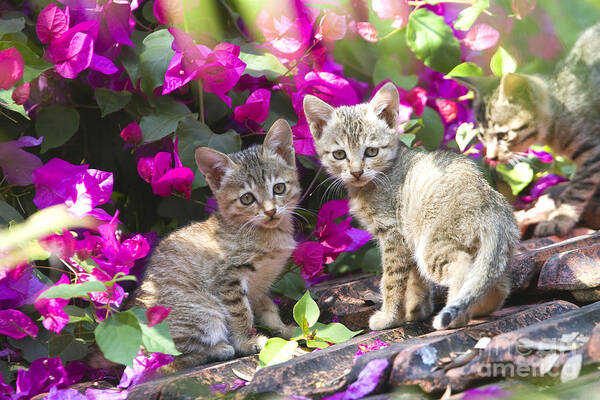 Cat Poster featuring the photograph Kittens With Flowers by M. Watson