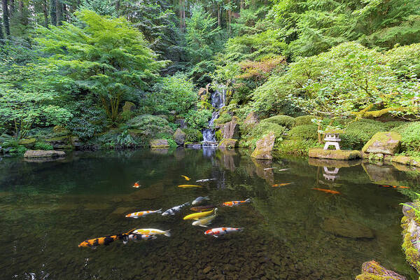 Waterfall Poster featuring the photograph Koi Fish in Waterfall Pond at Japanese Garden by David Gn