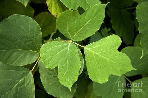 Kudzu Poster featuring the photograph Kudzu Leaves by Inga Spence