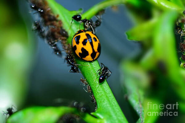 Photography Poster featuring the photograph Ladybird and the Ants 2 by Kaye Menner by Kaye Menner