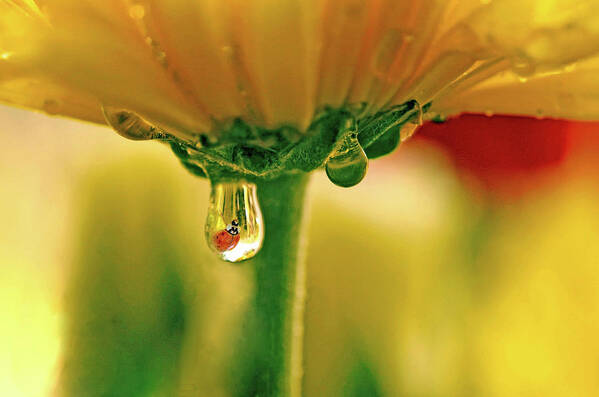 Water Drops Poster featuring the photograph Ladybug View by Laura Mountainspring