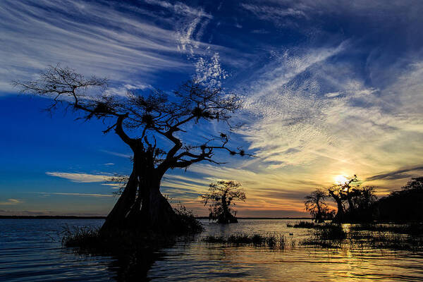 Florida Poster featuring the photograph Lake Disston Sunset by Stefan Mazzola