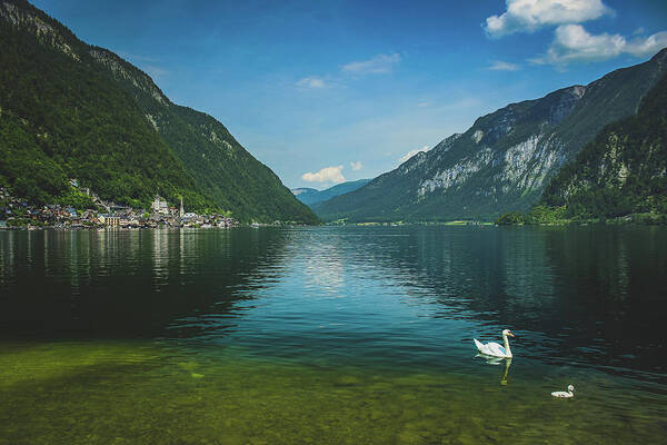 Animal Poster featuring the photograph Lake Hallstatt Swans by Andy Konieczny