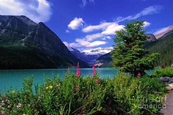 Lake Louise Poster featuring the photograph Lake Louise by Marc Bittan