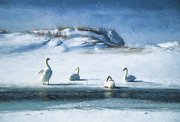 Use Poster featuring the photograph Lake Michigan Swans by Dennis Cox