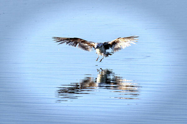 Gulls Poster featuring the photograph Landing Gull by Michael Riley