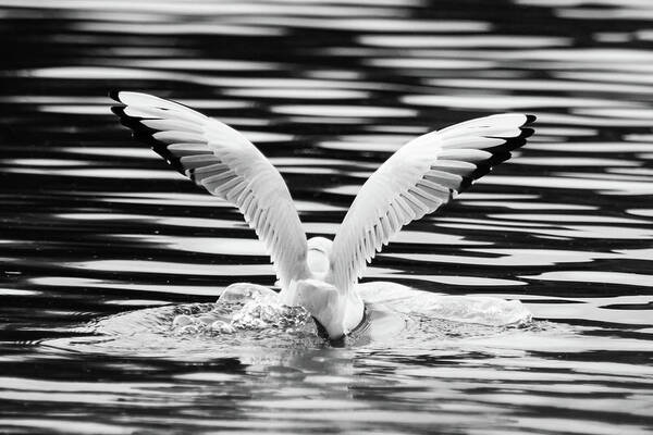 Nature Poster featuring the photograph Landing by Wendy Cooper