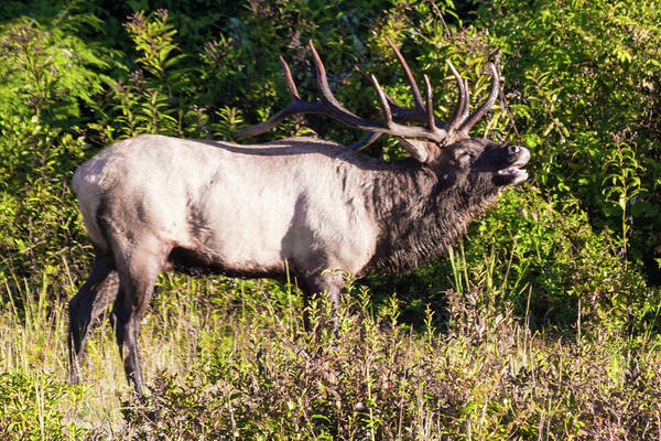 Bull Poster featuring the photograph Large Bull Elk Bugling by D K Wall