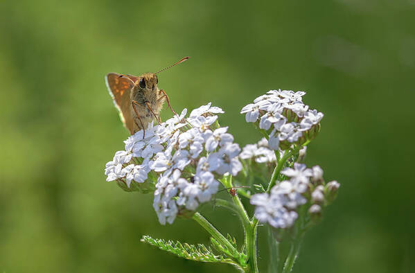 Background Poster featuring the photograph Large Skipper on a Flower by Tim Abeln