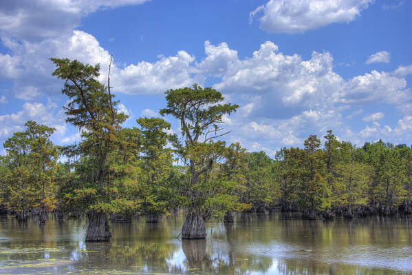 Cypress Trees Poster featuring the photograph Largemouth Country by Barry Jones