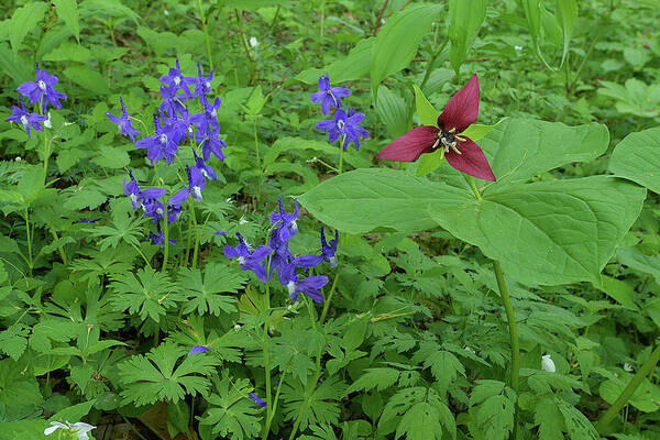 Plant Poster featuring the photograph Larkspur and Red Trillium by Alan Lenk
