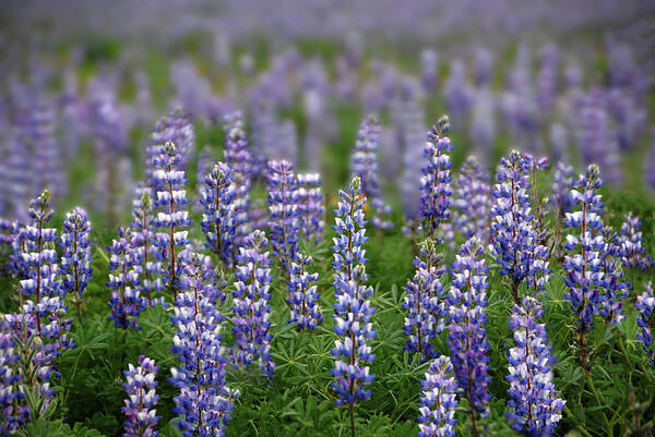 Porter Ranch Poster featuring the photograph Last Lupines of Porter Ranch by Lynn Bauer