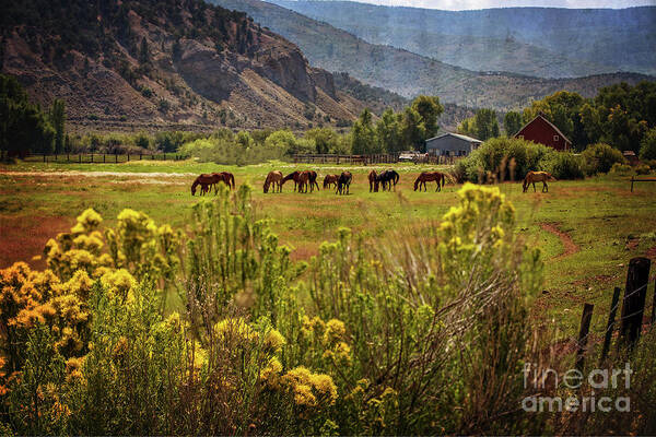 Horses Poster featuring the photograph Last Summer Grass by Franz Zarda