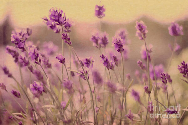 Summer Poster featuring the painting Lavender dreaming ... by Chris Armytage